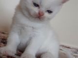 British Shorthair Mavi Gözlü Bebekler