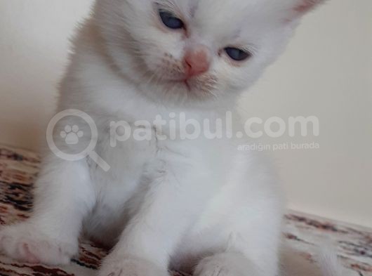 British Shorthair Mavi Gözlü Bebekler görsel