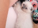 Scottish Fold Blue Point Scottish Fold.british Longhair 5 Haftalik