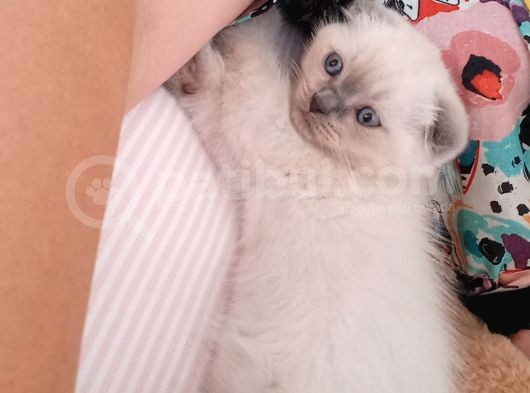 Scottish Fold Blue Point Scottish Fold.british Longhair 5 Haftalik görsel