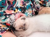 Scottish Fold Blue Point Scottish Fold.british Longhair 5 Haftalik