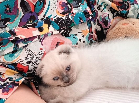 Scottish Fold Blue Point Scottish Fold.british Longhair 5 Haftalik görsel