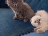Scottish Fold Blue Point Scottish Fold.british Longhair 5 Haftalik