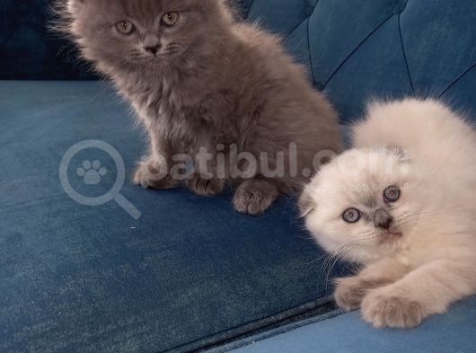 Scottish Fold Blue Point Scottish Fold.british Longhair 5 Haftalik görsel