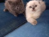 Scottish Fold Blue Point Scottish Fold.british Longhair 5 Haftalik