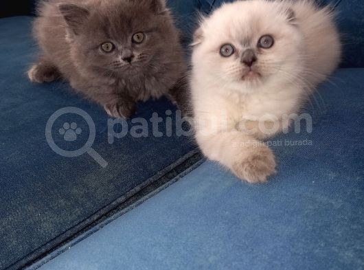 Scottish Fold Blue Point Scottish Fold.british Longhair 5 Haftalik