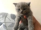 5 Adet Yavrumuz Mevcut 4 Adet British Shorthair 1 Adet Fold