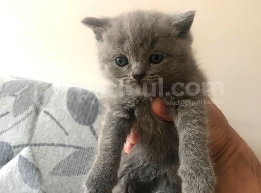 5 Adet Yavrumuz Mevcut 4 Adet British Shorthair 1 Adet Fold görsel