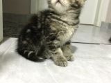 British Tabby Yavrular