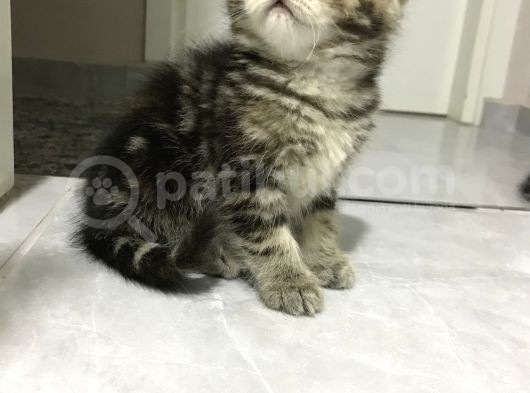 British Tabby Yavrular görsel