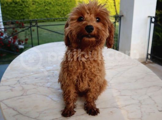 Harika Toy Poodle Erkek Red görsel