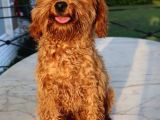 Harika Toy Poodle Erkek Red