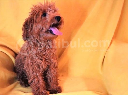 Harika Toy Poodle Erkek Red görsel