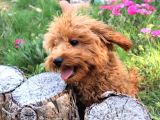Harika Toy Poodle Erkek Red