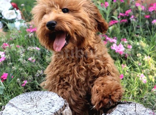Harika Toy Poodle Erkek Red görsel