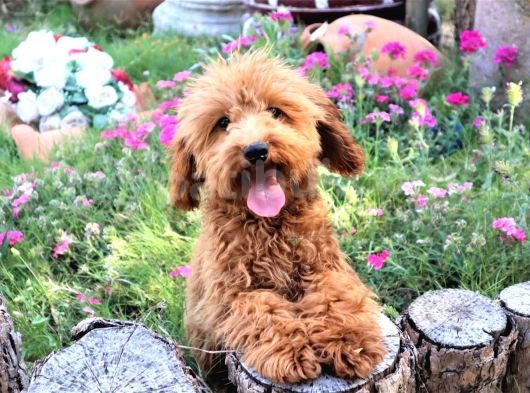 Harika Toy Poodle Erkek Red