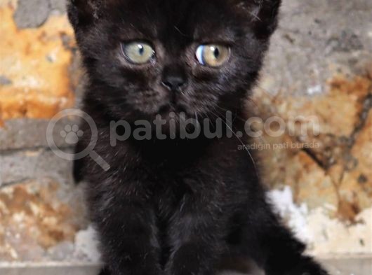 Sevimli Top Kafa Kırık Kulak Fold Dişi Erkek Yavrular Toplu Uygun görsel