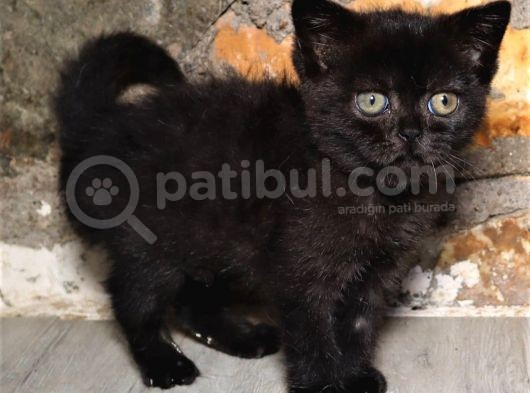 Sevimli Top Kafa Kırık Kulak Fold Dişi Erkek Yavrular Toplu Uygun görsel