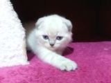 Maviş Boncuklar