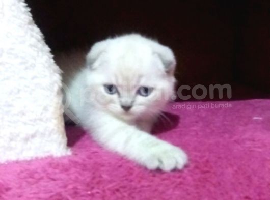 Maviş Boncuklar görsel