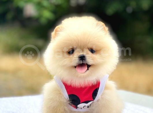 Pomeranian Boo Teddy Face Dişi Yavrumuz görsel