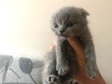 5 Adet Yavrumuz Mevcut 4 Adet British Shorthair 1 Adet Fold