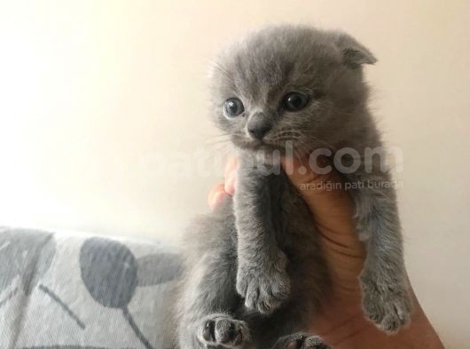 5 Adet Yavrumuz Mevcut 4 Adet British Shorthair 1 Adet Fold