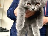Efsane Oyuncu Bri̇ti̇sh  Yavru