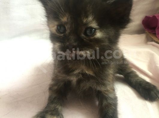 5 Minik Erkegimize Yuva Ariyoruz görsel