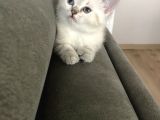 British Tabby Yavrular