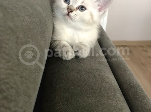 British Tabby Yavrular görsel