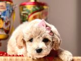 Dizayn Irk Sevimli Maltipoo Yavrular