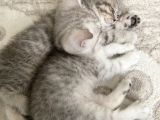 British Shorthair 2 Aylık Yavru Kedi