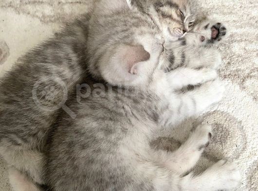 British Shorthair 2 Aylık Yavru Kedi görsel