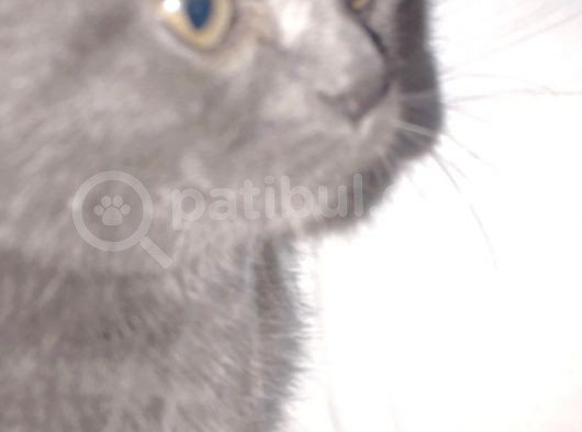 Minik Oglumuza Yuva Ariyoruz görsel