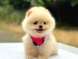 Pomeranian Boo Teddy Face Dişi Yavrumuz