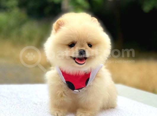 Pomeranian Boo Teddy Face Dişi Yavrumuz görsel