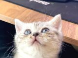 British Shorthair 2 Aylık Yavru Kedi