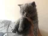 5 Adet Yavrumuz Mevcut 4 Adet British Shorthair 1 Adet Fold