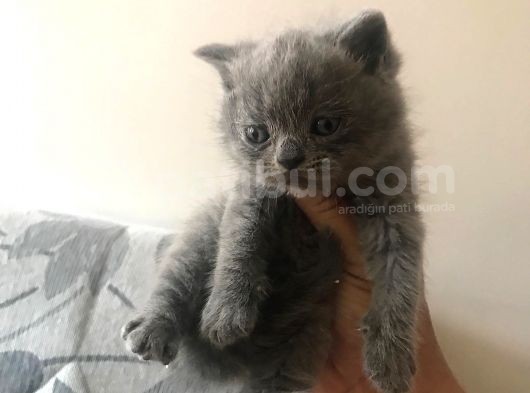 5 Adet Yavrumuz Mevcut 4 Adet British Shorthair 1 Adet Fold görsel