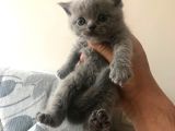 5 Adet Yavrumuz Mevcut 4 Adet British Shorthair 1 Adet Fold