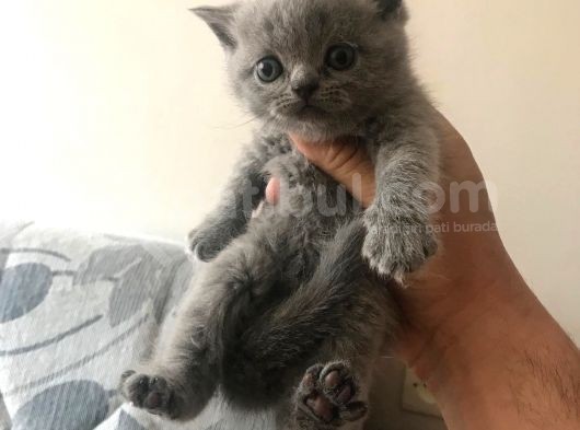 5 Adet Yavrumuz Mevcut 4 Adet British Shorthair 1 Adet Fold görsel