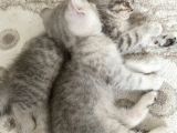 British Shorthair 2 Aylık Yavru Kedi