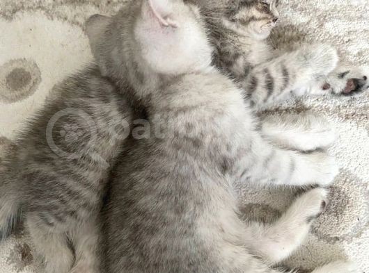 British Shorthair 2 Aylık Yavru Kedi görsel