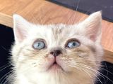 British Shorthair 2 Aylık Yavru Kedi