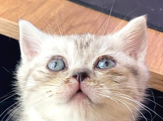 British Shorthair 2 Aylık Yavru Kedi görsel