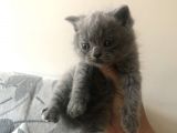 5 Adet Yavrumuz Mevcut 4 Adet British Shorthair 1 Adet Fold