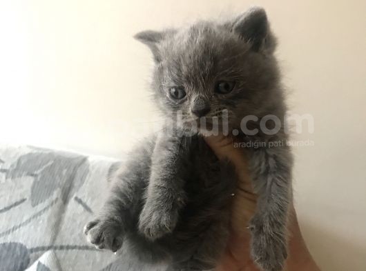5 Adet Yavrumuz Mevcut 4 Adet British Shorthair 1 Adet Fold görsel