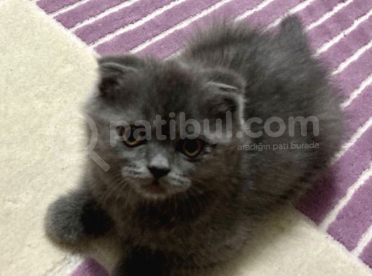 -Sağlikli Saf Şi̇ri̇n Yavru Sahi̇pleri̇ni̇ Bekli̇yor görsel