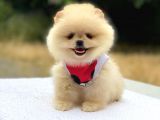 Pomeranian Boo Teddy Face Dişi Yavrumuz